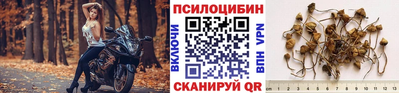 купить наркотик  Куса  mega ONION  Псилоцибиновые грибы MAGIC MUSHROOMS 